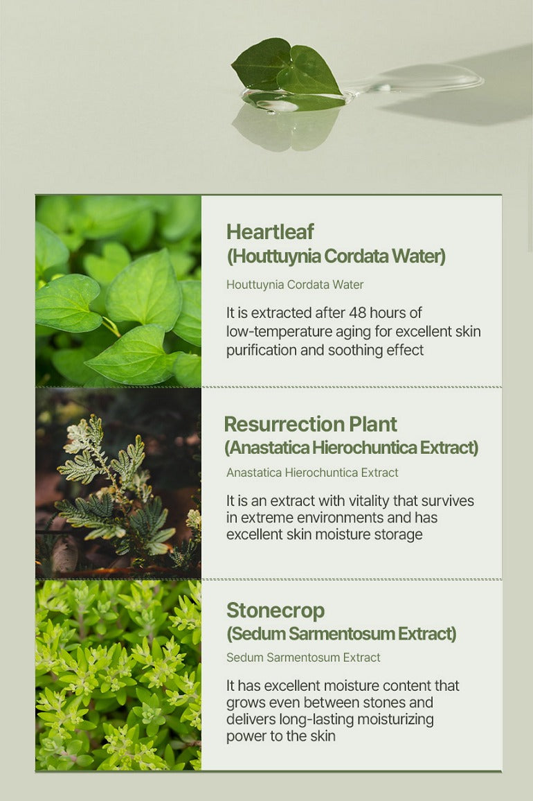 JMsolution Heartleaf 88 Toner 250ml